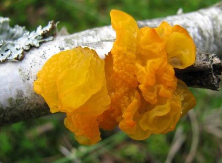   ,  . Tremella mesenterica 